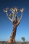 Baobab tree. Namibia.
